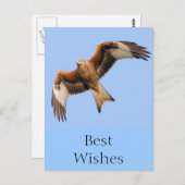 Wild Red Kites Briefkaart (Voorkant / Achterkant)