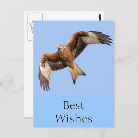 Wild Red Kites Briefkaart (Voorkant / Achterkant)