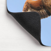 Wild Red Kites Muismat (Hoek)
