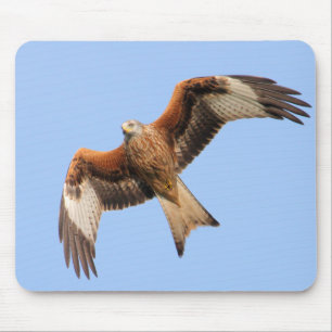 Wild Red Kites Muismat