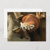 Wild Red Panda Slaapfoto Briefkaart (Voorkant / Achterkant)