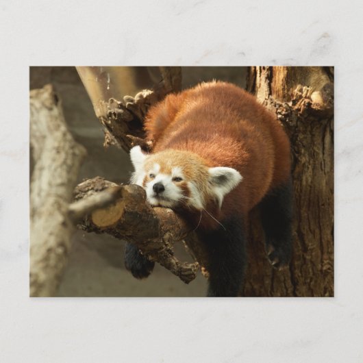 Wild Red Panda Slaapfoto Briefkaart (Voorkant)