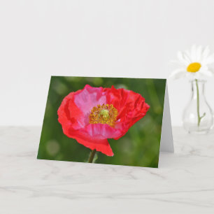 Wild Red Pink Poppy Flower Art Note Kaart