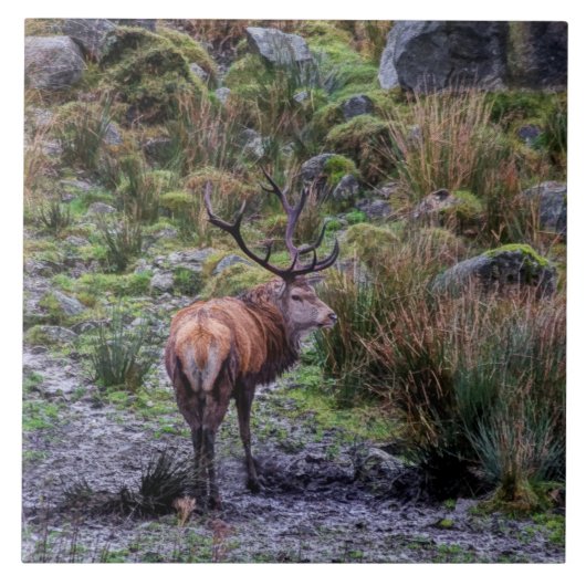 Wild Red stag in Scotland Tile Tegeltje (Voorkant)