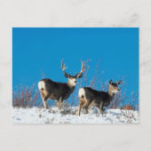 Wild Reindeer Briefkaart (Voorkant)
