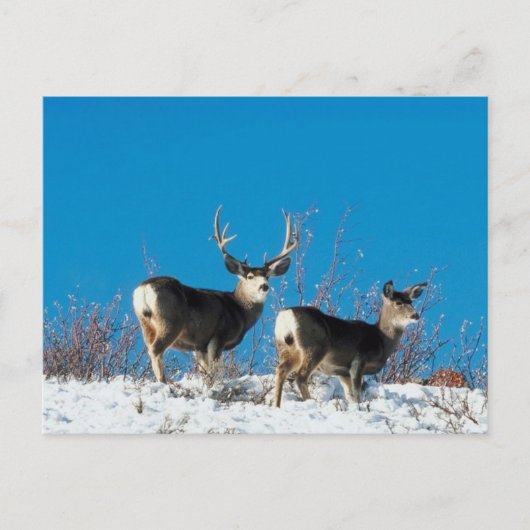 Wild Reindeer Briefkaart (Voorkant)