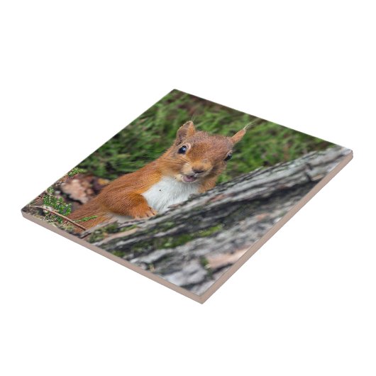 wild Rode eekhoorn Tegeltje (Zijkant)