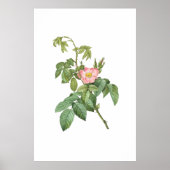  Wild Roos Botanische Kunst Printable Poster (Voorkant)