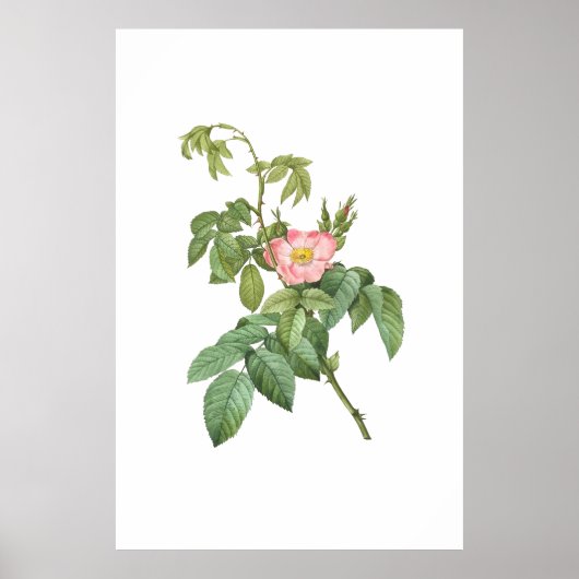  Wild Roos Botanische Kunst Printable Poster (Voorkant)
