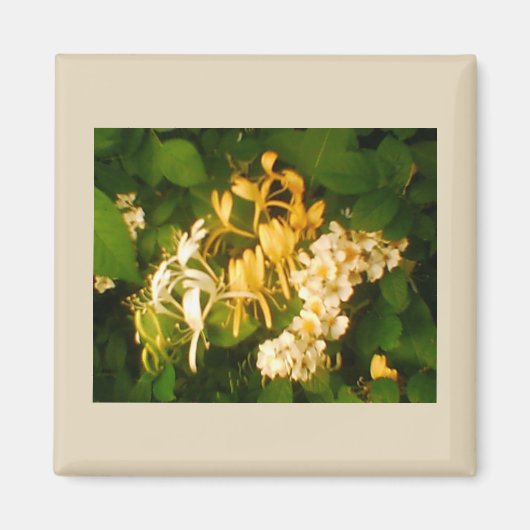 Wild Roos Honeysuckle Refkoelkast Magnet (Voorkant)