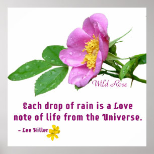 Wild Roos Wildflower Rain Quote Poster