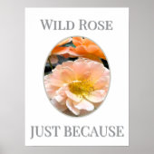 Wild Rose Bloom                                    Poster (Voorkant)