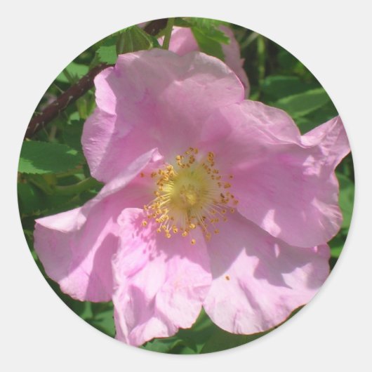 Wild Rose stickers (Voorkant)