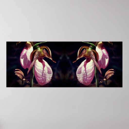 Wild Roze Dame Slipper Orchidee Pair Spiegel Poster (Voorkant)