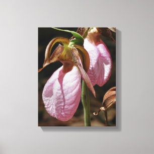 Wild Roze Lady Slipper Orchid Paar Sluiten Canvas Afdruk
