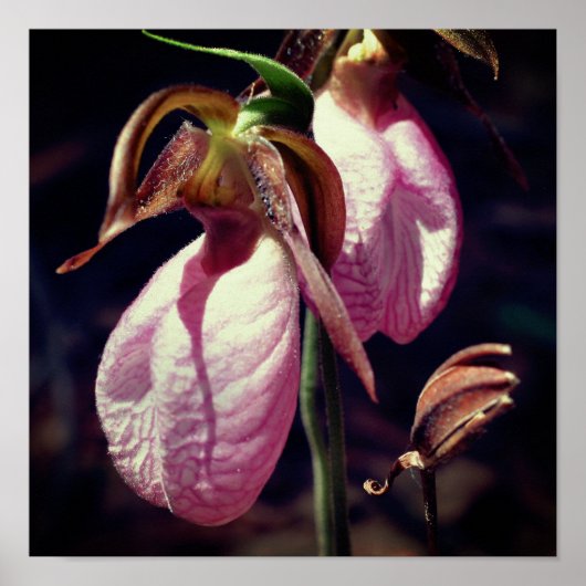 Wild Roze Lady Slipper Orchid Paar Sluiten Poster (Voorkant)