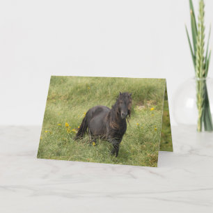 Wild Sable Island hengst Wenskaart Bedankkaart