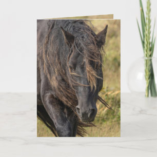 Wild Sable Island Stallion's Mane Wenskaarten Bedankkaart