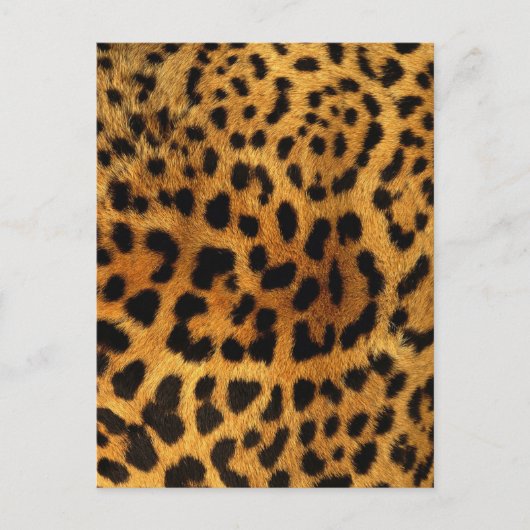 wild Safari animal cheetah girly leopard print Briefkaart (Voorkant)