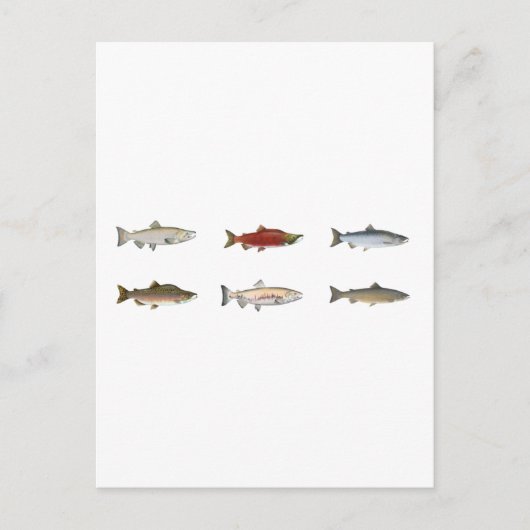 Wild Salmon Briefkaart (Voorkant)