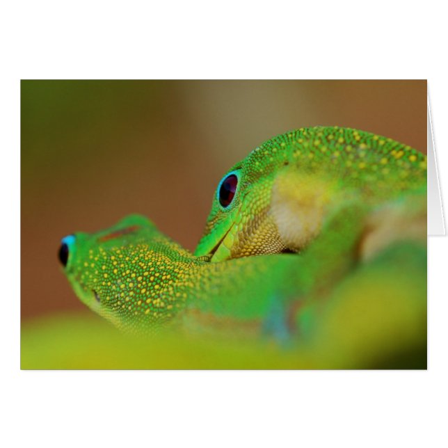 Wild Side Lightheared Romantic Fun (Voorkant Horizontaal)