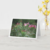 Wild Spaans Nerium Oleander Plant Kaart (Gele Bloem)