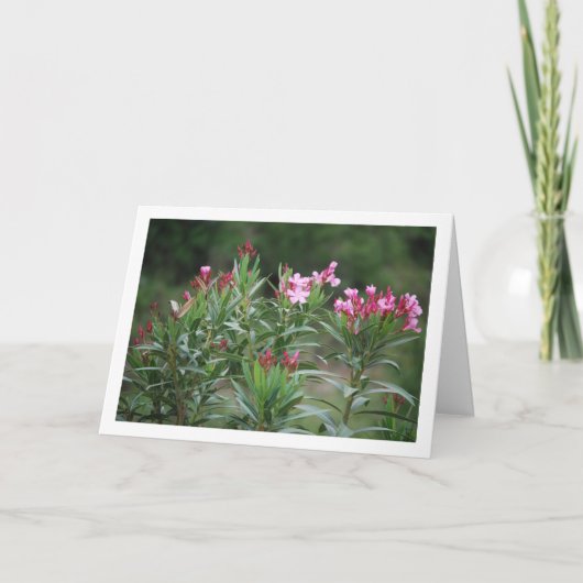 Wild Spaans Nerium Oleander Plant Kaart (Voorkant)