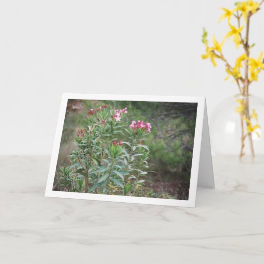 Wild Spaans Nerium Oleander Plant Kaart (Gele Bloem)