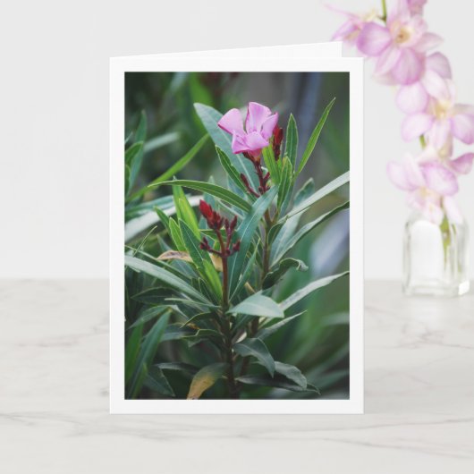 Wild Spaans Nerium Oleander Plant Kaart (Orchidee)