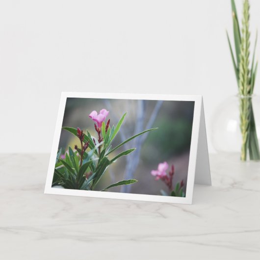 Wild Spaans Nerium Oleander Plant Kaart (Voorkant)