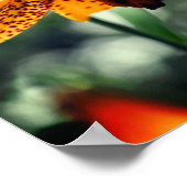 Wild Spotted Canadian Lily Flower Poster (Hoek)