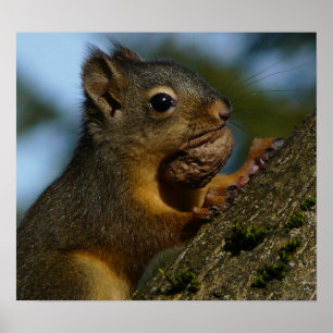 Wild Squirrel Foto Poster
