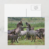 wild stallion briefkaart (Voorkant / Achterkant)