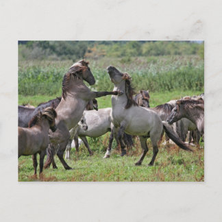 wild stallion briefkaart