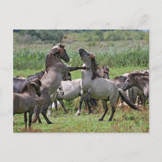 wild stallion briefkaart (Voorkant)