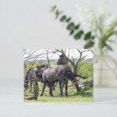 wild stallion briefkaart (Staand voorkant)