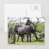 wild stallion briefkaart (Voorkant / Achterkant)