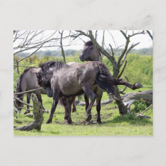wild stallion briefkaart
