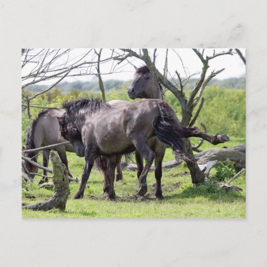 wild stallion briefkaart (Voorkant)