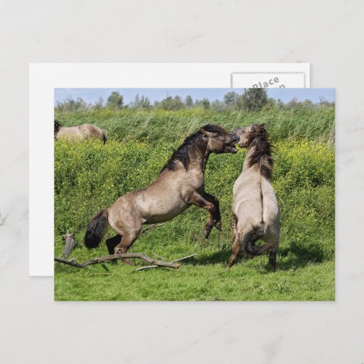 wild stallion briefkaart (Voorkant / Achterkant)