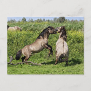 wild stallion briefkaart