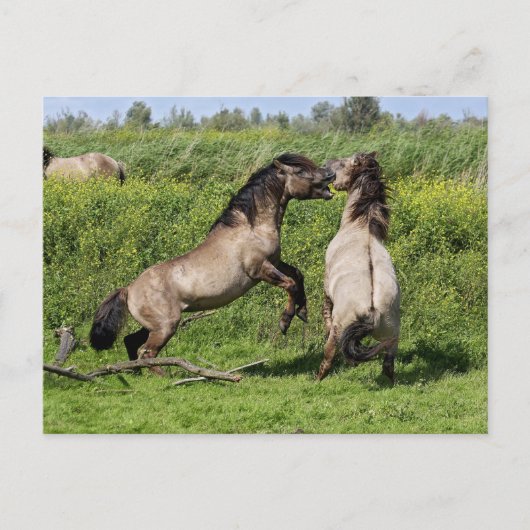 wild stallion briefkaart (Voorkant)