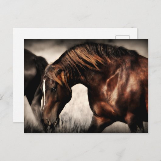 Wild Stallion Post Card Briefkaart (Voorkant / Achterkant)