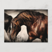 Wild Stallion Post Card Briefkaart (Voorkant)