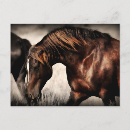 Wild Stallion Post Card Briefkaart (Voorkant)
