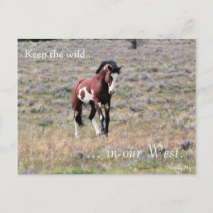 Wild Stallion, voorbestemd: Sec of the Interior Briefkaart