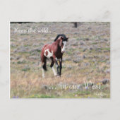 Wild Stallion, voorbestemd: Sec of the Interior Briefkaart (Voorkant)