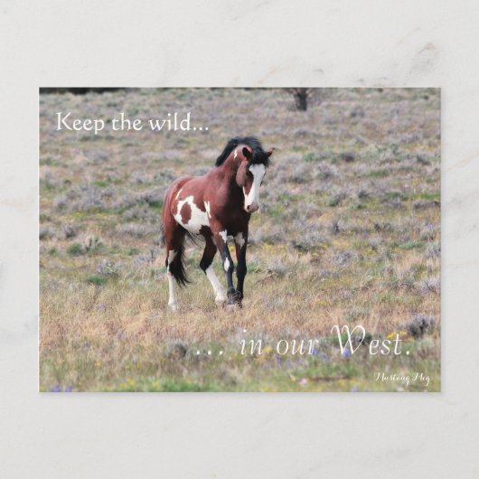 Wild Stallion, voorbestemd: Sec of the Interior Briefkaart (Voorkant)
