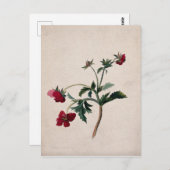 Wild Strawberries Lithograph-Briefkaart Briefkaart (Voorkant / Achterkant)