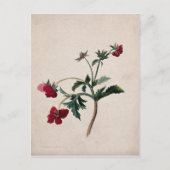 Wild Strawberries Lithograph-Briefkaart Briefkaart (Voorkant)